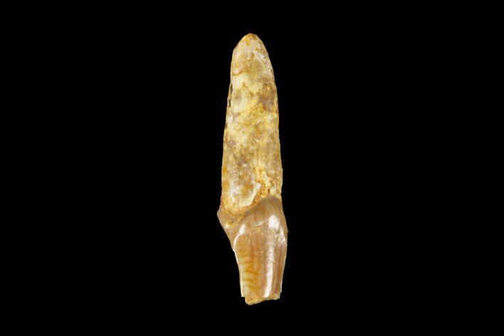 Eocene Primate (Necrolemur) Rooted Tooth Fossil - France #179987